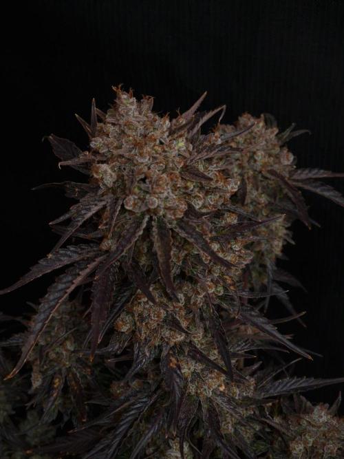 Apricot Automatic from 420 Fast Buds. Week 10 - #1
