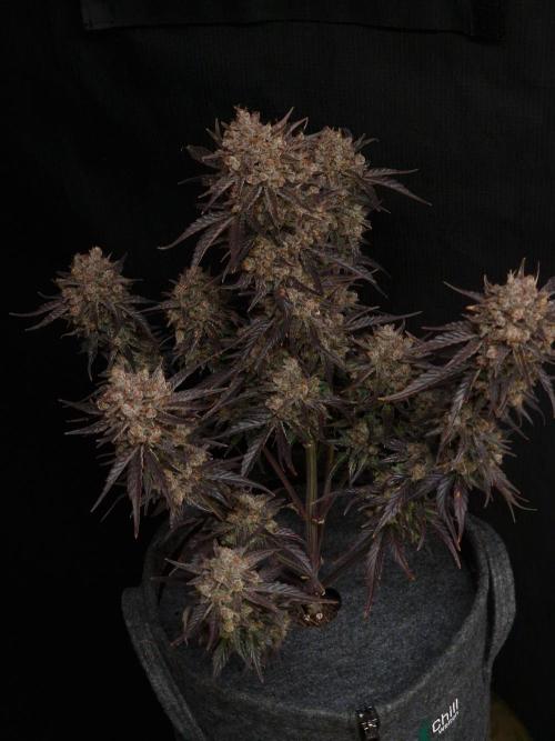 Apricot Automatic from 420 Fast Buds. Week 10 - #1