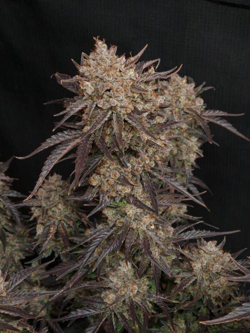 Apricot Automatic from 420 Fast Buds. Week 10 - #1