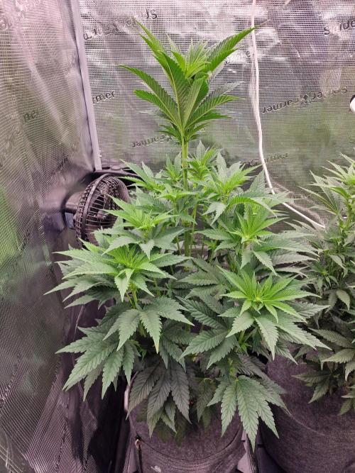Chicken n’ Wafflez by Humboldt (HSC). Week 7 - #1