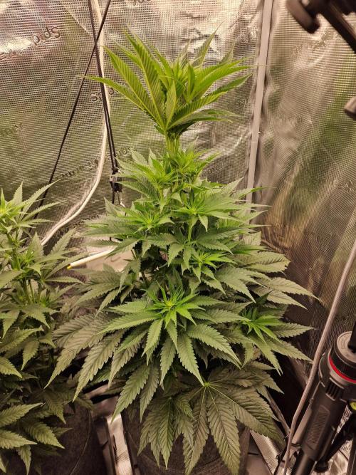 Chicken n’ Wafflez by Humboldt (HSC). Week 7 - #1