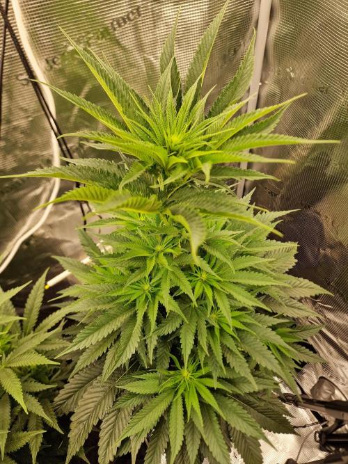 Chicken n’ Wafflez by Humboldt (HSC). Week 7 - #2