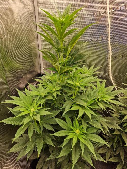 Chicken n’ Wafflez by Humboldt (HSC). Week 7 - #1