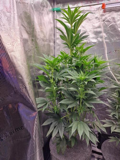 Chicken n’ Wafflez by Humboldt (HSC). Week 7 - #1