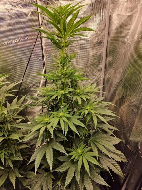 Chicken n’ Wafflez by Humboldt (HSC). Week 7 - #2