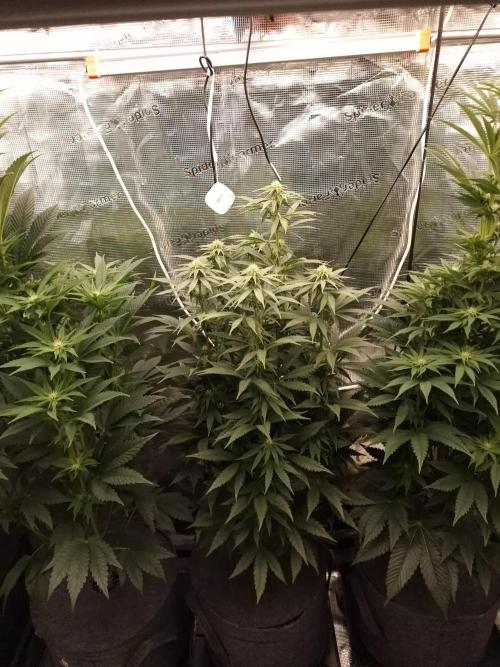 Jelly Donutz - Humboldt Seed Company. Week 9