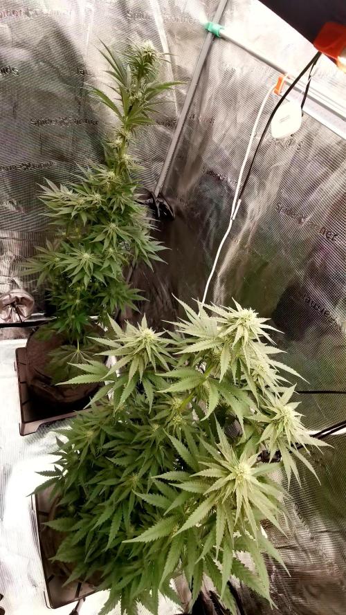 Jelly Donutz - Humboldt Seed Company
