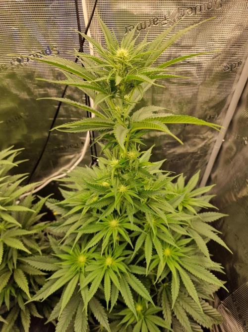 Chicken n’ Wafflez by Humboldt (HSC). Week 8 - #2