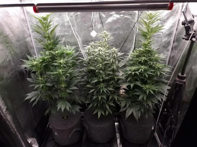 Chicken n’ Wafflez by Humboldt (HSC). Week 8 - #1, jelly donutz,#2