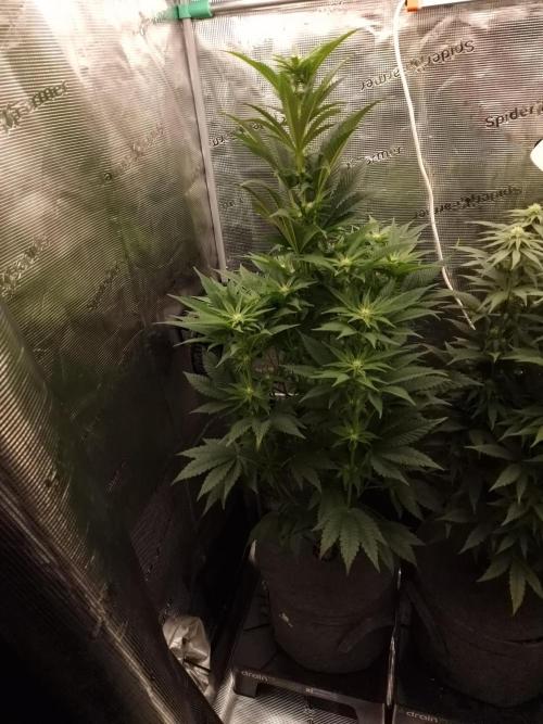 Chicken n’ Wafflez by Humboldt (HSC). Week 8 - #1