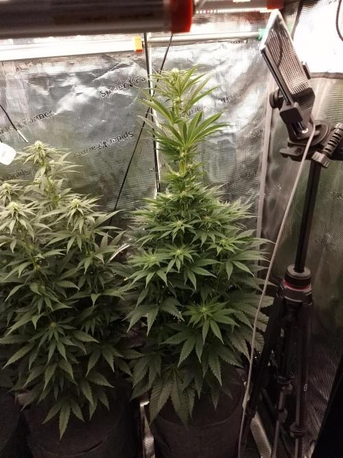 Chicken n’ Wafflez by Humboldt (HSC). Week 8 - #2