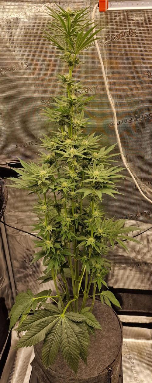 Chicken n’ Wafflez by Humboldt (HSC). Week 8 - #1