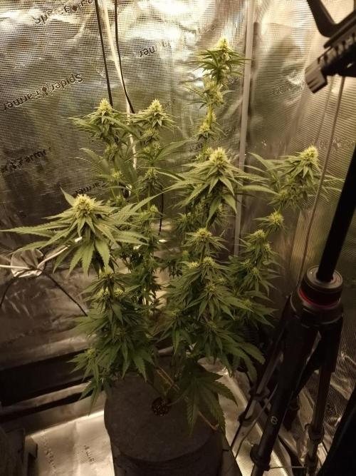 Jelly Donutz - Humboldt Seed Company. Week 10