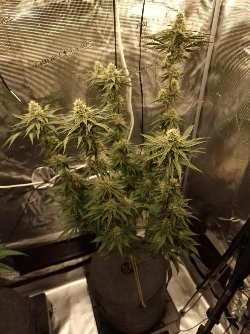 Jelly Donutz - Humboldt Seed Company. Week 10