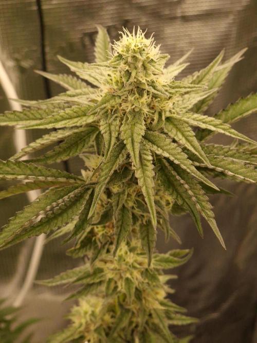 Jelly Donutz - Humboldt Seed Company. Week 10