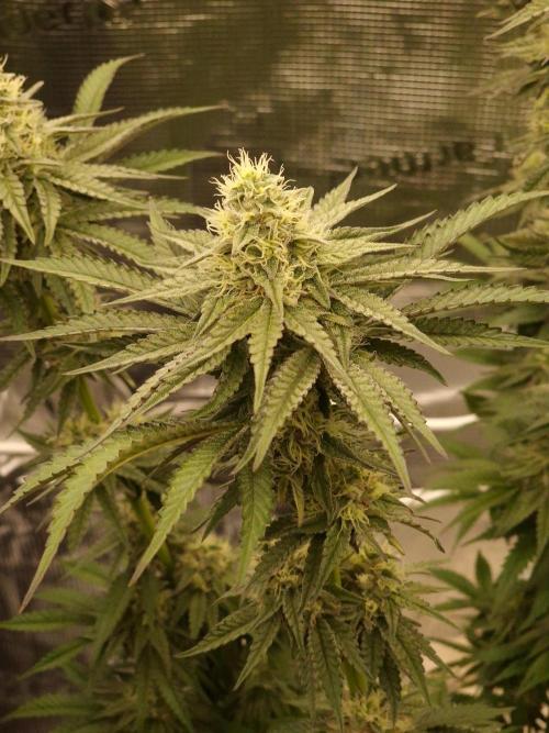 Jelly Donutz - Humboldt Seed Company. Week 10