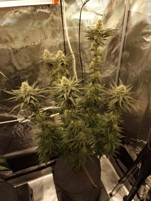 Jelly Donutz - Humboldt Seed Company. Week 10