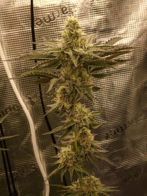 Jelly Donutz - Humboldt Seed Company. Week 10