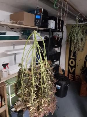 Comment by CannaArchive photo #1