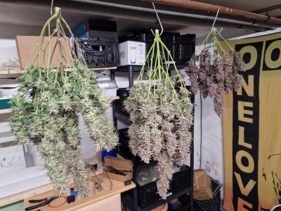 Comment by CannaArchive photo #2