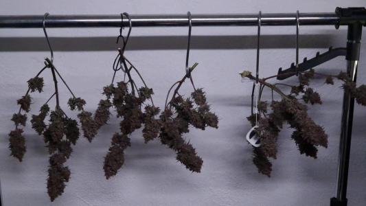 Comment by CannaArchive photo #3