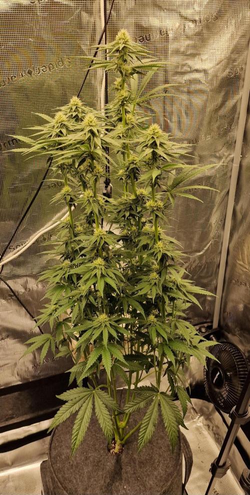 Jelly Donutz. Week 10