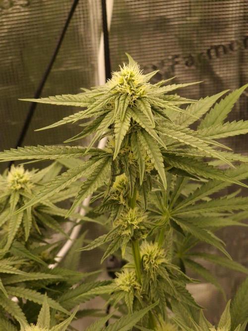 Jelly Donutz - Humboldt Seed Company. Week 10