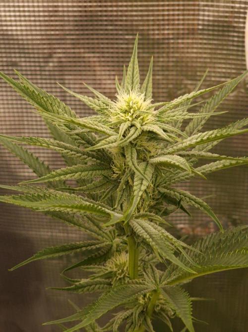 Chicken n’ Wafflez by Humboldt (HSC). Week 9