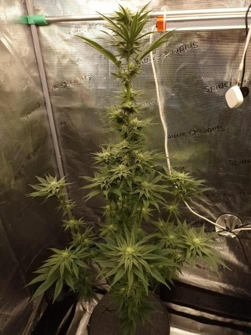 Chicken n’ Wafflez by Humboldt (HSC). Week 9
