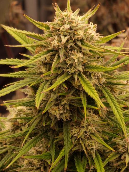 Amnesia Skittelz Fast Buds. Week 8
