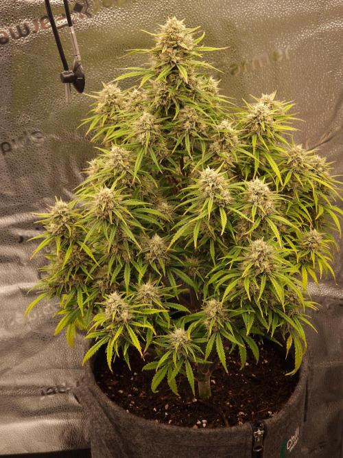 Amnesia Skittelz Fast Buds. Week 8