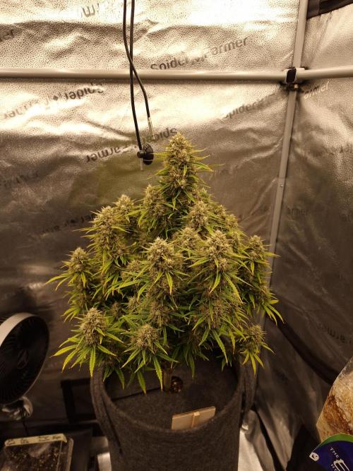 Amnesia Skittelz Fast Buds. Week 8