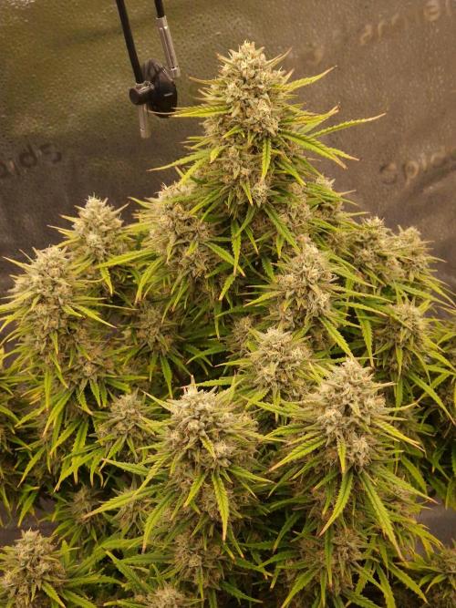 Amnesia Z Auto. Week 8
