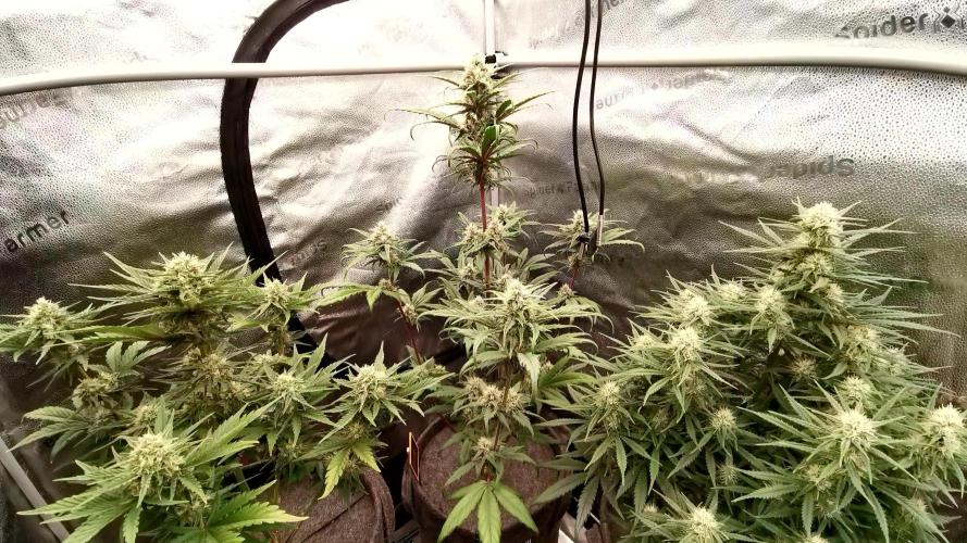 Amnesia Skittelz Fast Buds