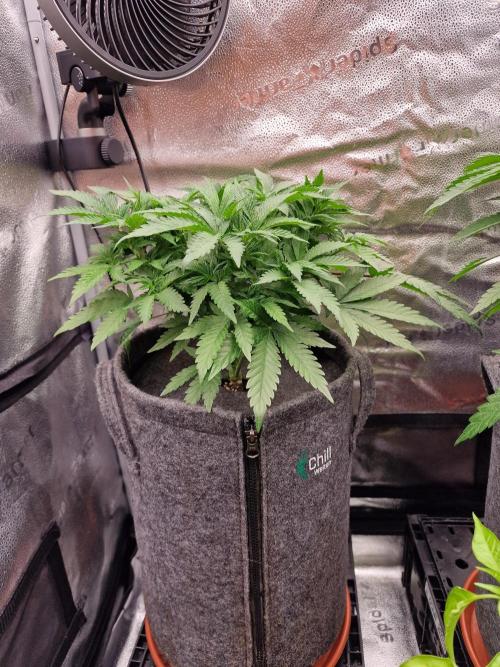 California Octane by HSC. Week 7