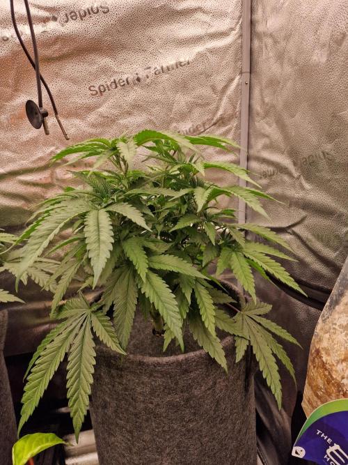 California Octane by HSC. Week 7