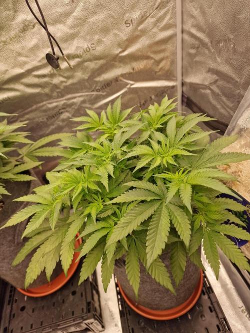 California Octane by HSC. Week 7