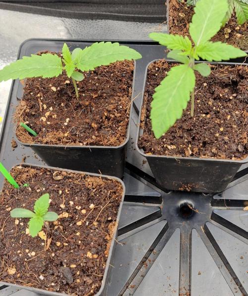 Mango sherbert by HSC. Week 1 - right top mango sherbert 
