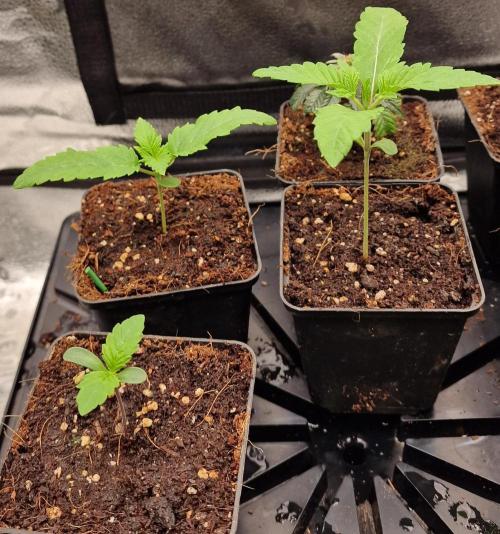 Mango Sherbert. Week 1
