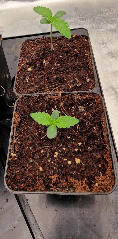 Candy Hustle by HSC. Week 1