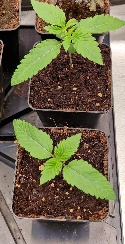 Candy Hustle by HSC. Week 1