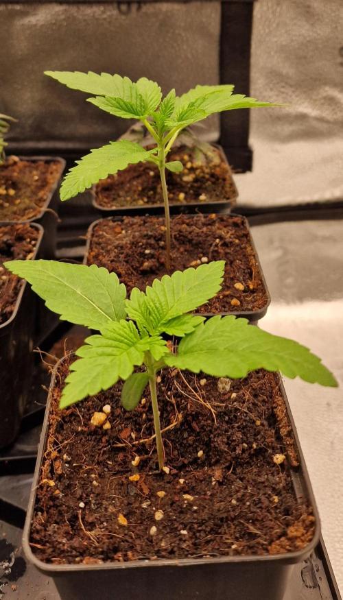 Candy Hustle by HSC. Week 1