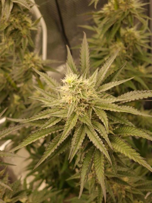 Jelly Donutz - Humboldt Seed Company. Week 12