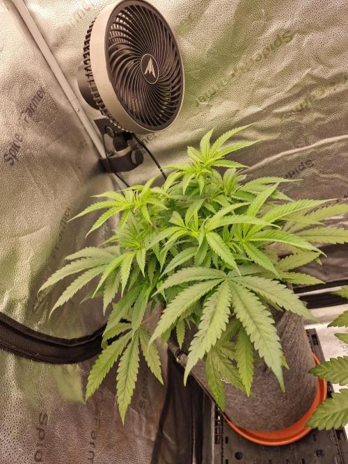 California Octane by HSC. Week 8