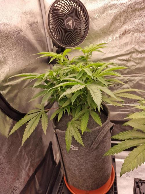 California Octane by HSC. Week 8