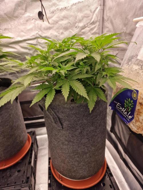 California Octane by HSC. Week 8