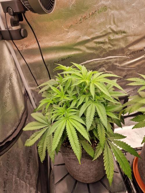 California Octane by HSC. Week 8