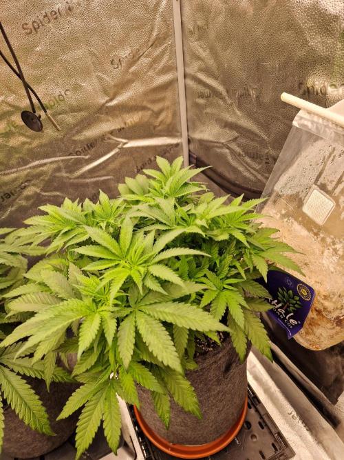 California Octane by HSC. Week 8