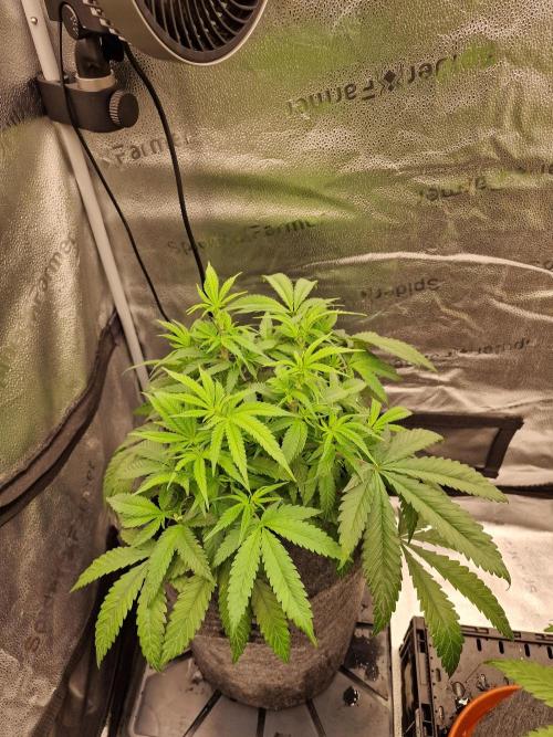 California Octane by HSC. Week 8