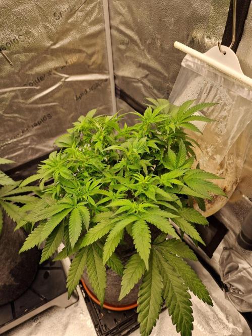 California Octane by HSC. Week 8